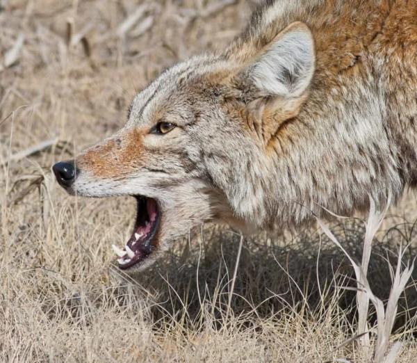 Coyote snarling with its mouth open