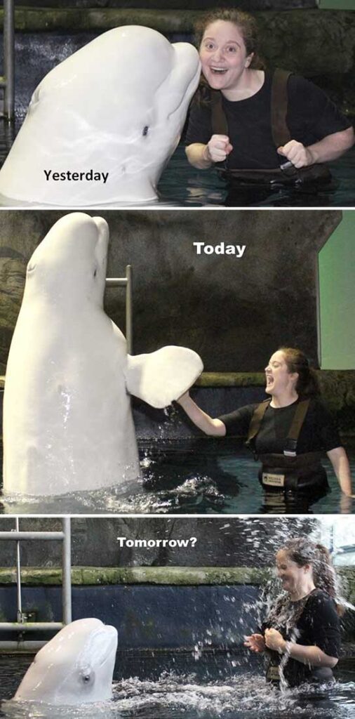 A beluga whale and its trainer